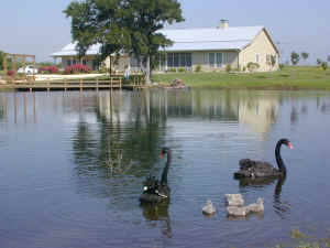 Cottage and House Across Pond.JPG (754534 bytes)